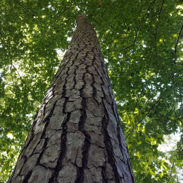 Loblolly Pine Tree