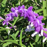 Mexican Bush Sage