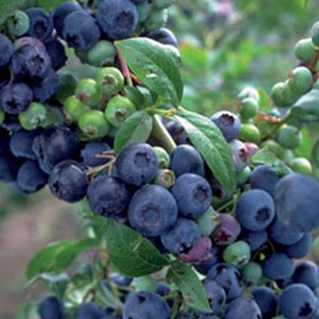 Premier Blueberry Bush