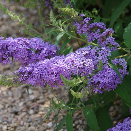 All the Blues Butterfly Bush