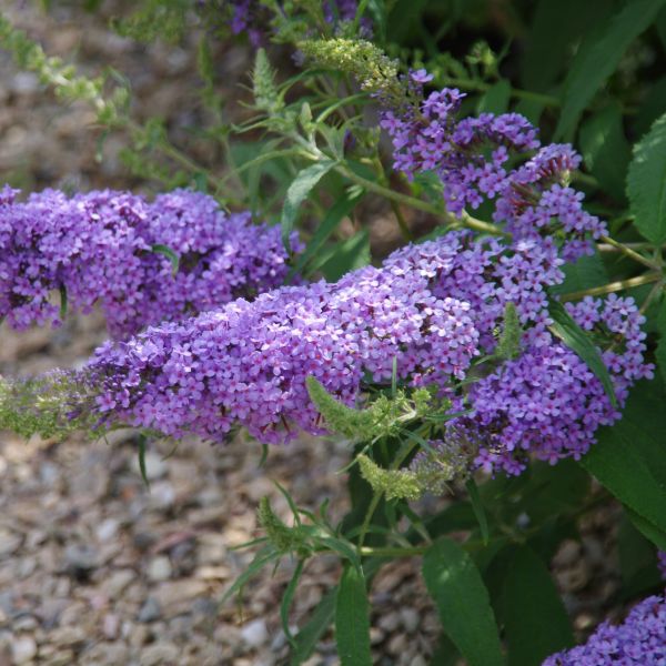 All the Blues Butterfly Bush