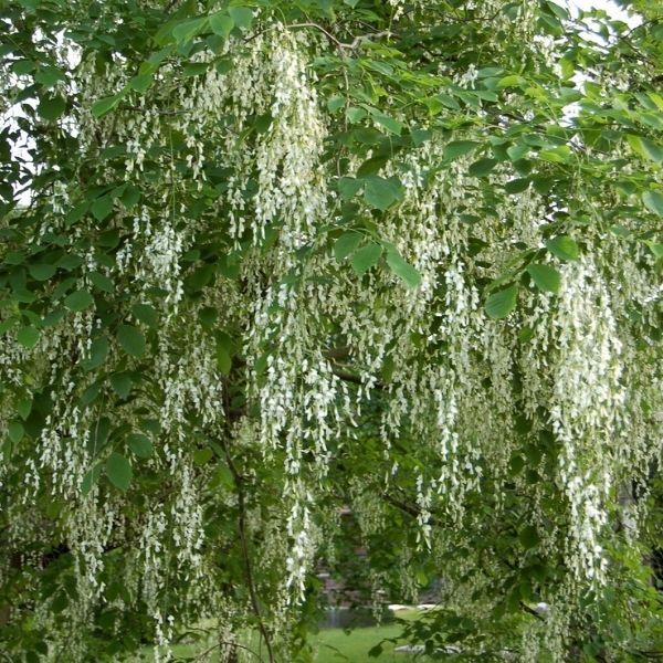 Audubon&reg; Native Yellowwood