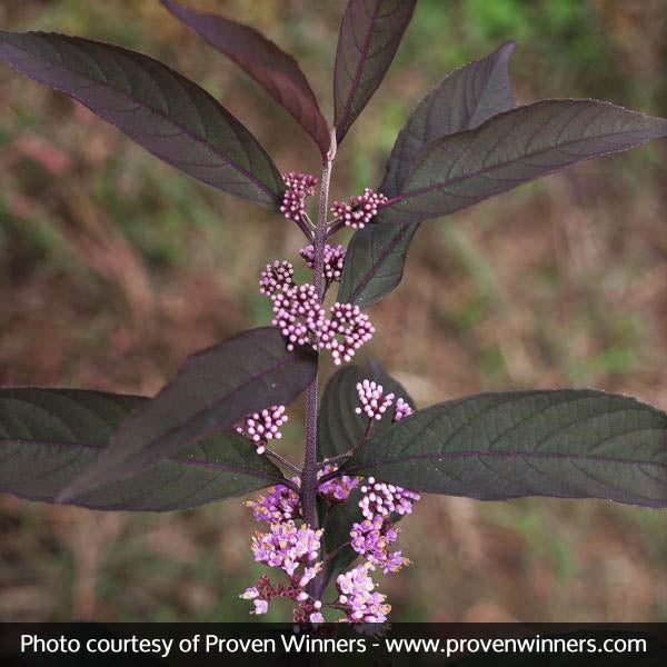 Purple Pearls&reg; Beautyberry