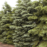 Colorado Spruce