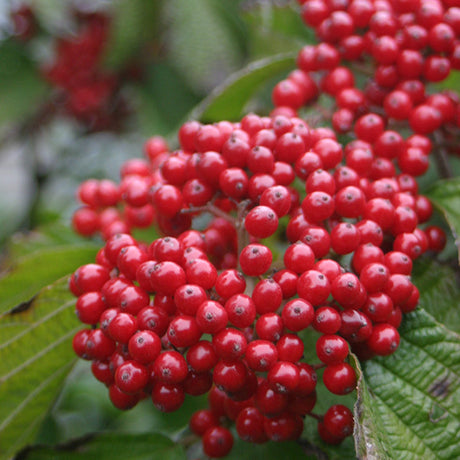 Cardinal Candy&reg; Viburnum