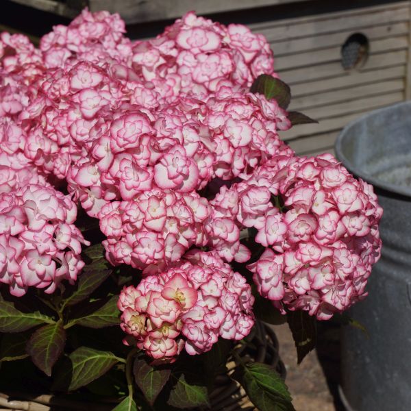 Miss Saori Hydrangea