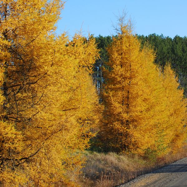 American Larch Tree