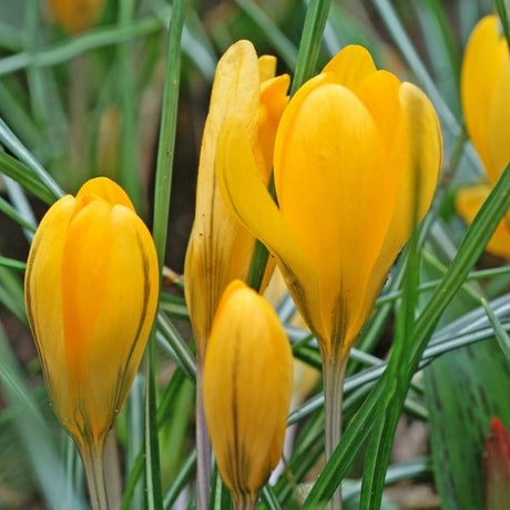 Yellow Mammoth Crocus