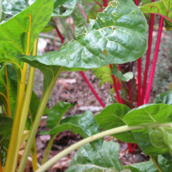 Bright Lights Swiss Chard Plant