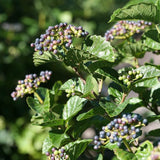 All That Glitters&reg; Arrowwood Viburnum