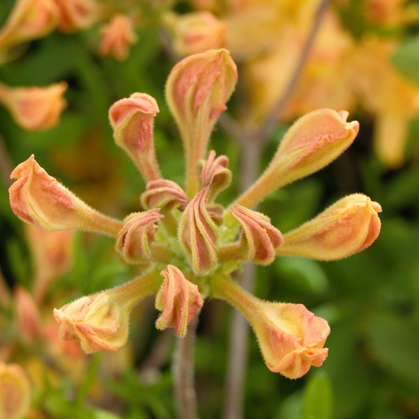 Golden Lights Azalea