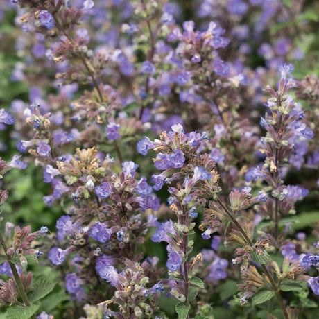 Purrsian Blue Catmint