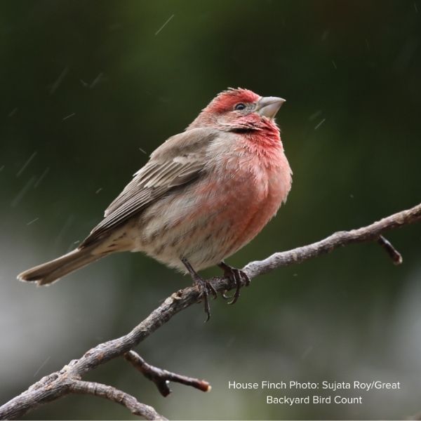 Audubon&reg; Native Smoketree