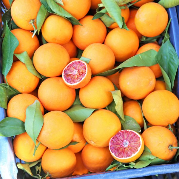 Tarocco Blood Orange Tree