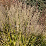 Korean Feather Reed Grass