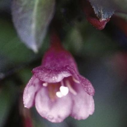 Tango Weigela