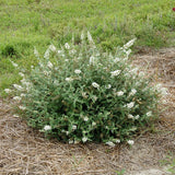 Lo & Behold&reg; Ice Chip Butterfly Bush