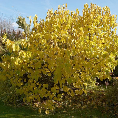 Fruiting Dwarf Black Mulberry