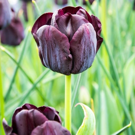 Paul Scherer Tulip