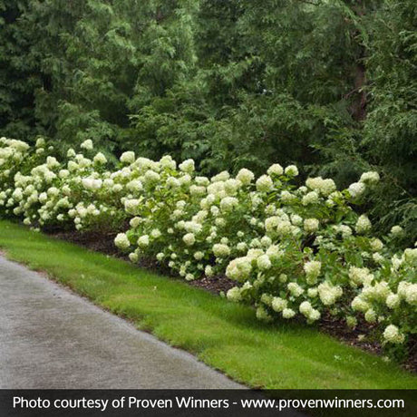 Little Lime&reg; Panicle Hydrangea