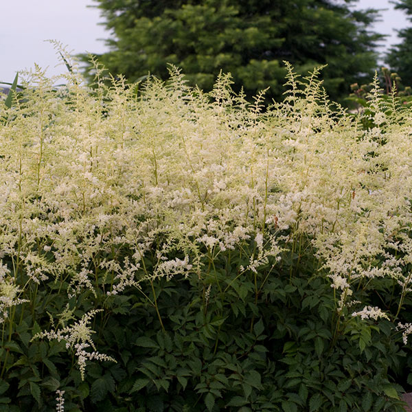 Bridal Veil Astilbe