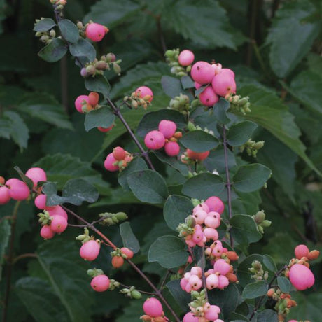 Amethyst Coral Berry