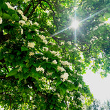 Northern Catalpa