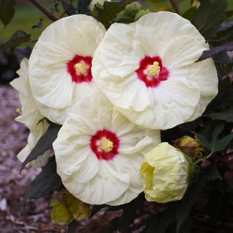 Summerific® French Vanilla Rose of Sharon