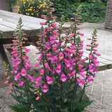 Lucas Pink Foxglove