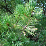 Swiss Stone Pine