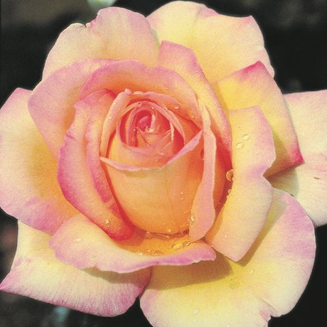 Peace Hybrid Tea Rose