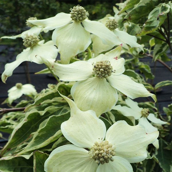 Samaritan? Japanese Dogwood