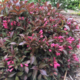 Shining Sensation&trade; Weigela