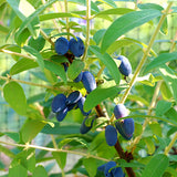 Honeybee&trade; Honeyberry Bush