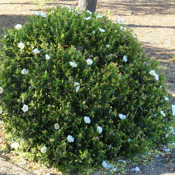 Crimson-Spot Rockrose