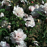 First Editions&reg; French Cabaret&trade; Blush Rose of Sharon