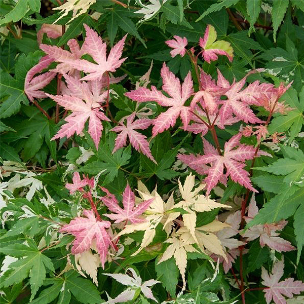 Karasugawa Japanese Maple