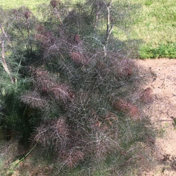 Burgundy & Late Fennel