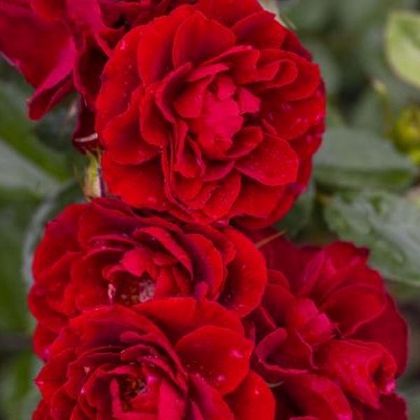 Red Sunblaze&reg; Rose