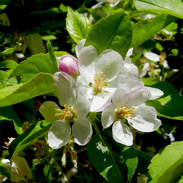 Garden Delicious Dwarf Apple Tree