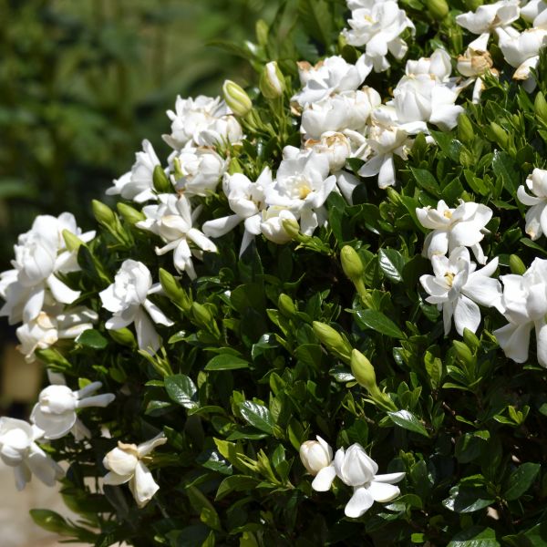 Frost Proof Gardenia | Cold Hardy Zone 7 Gardenia | Nature Hills