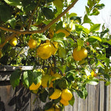 Eureka Lemon Tree