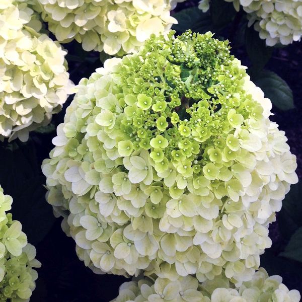 Moonrock&reg; Panicle Hydrangea