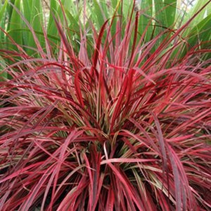 Graceful Grasses® Fireworks Pennisetum Grass