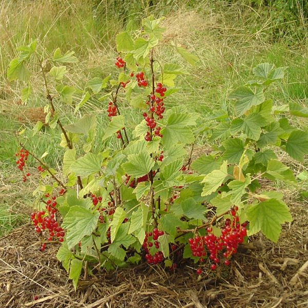 Red Lake Currant Bush