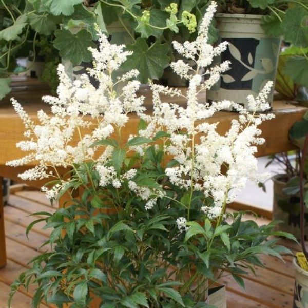 Deutschland Astilbe