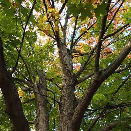 Legacy&reg; Sugar Maple