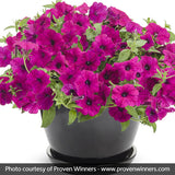 Supertunia&reg; Royal Magenta&trade; Petunia