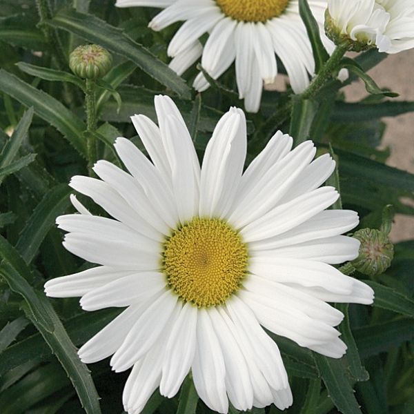 Amazing Daisies&reg; Daisy May&reg; Shasta Daisy