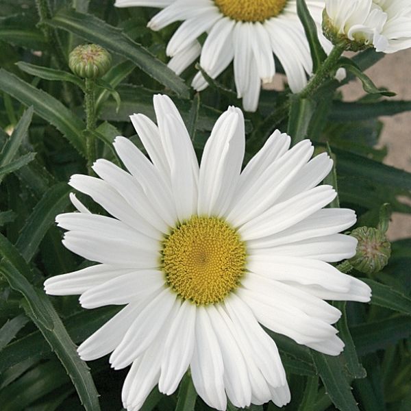 Amazing Daisies® Daisy May® Shasta Daisy | Buy at NatureHills.com